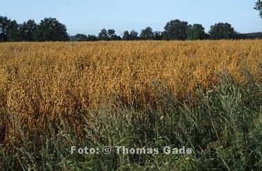 August 1996. Mecklenburg-Vorpommern. Feldberger Seengebiet. Felder bei Carwitz. Landwirtschaft